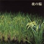 Rice Field Silently...